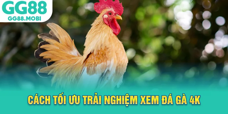 Cách tối ưu trải nghiệm xem đá gà 4k