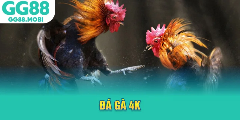 đá gà 4k