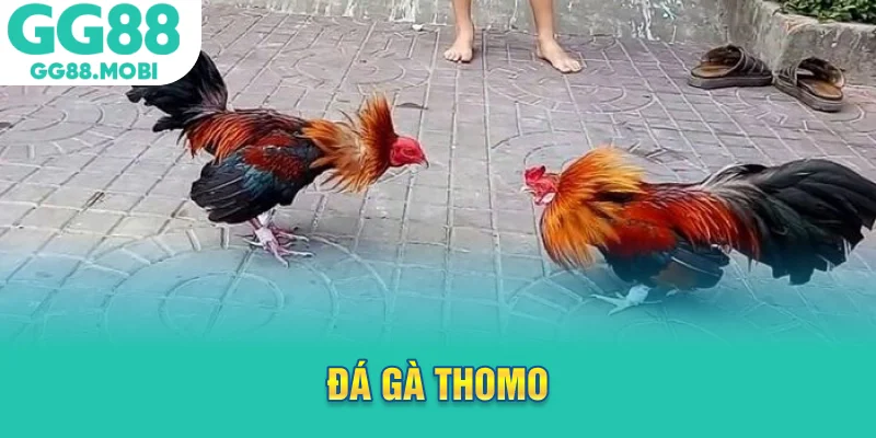 đá gà thomo