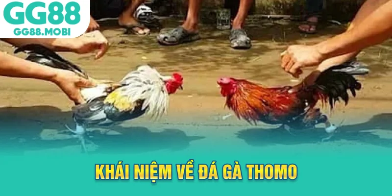 Khái niệm về đá gà thomo