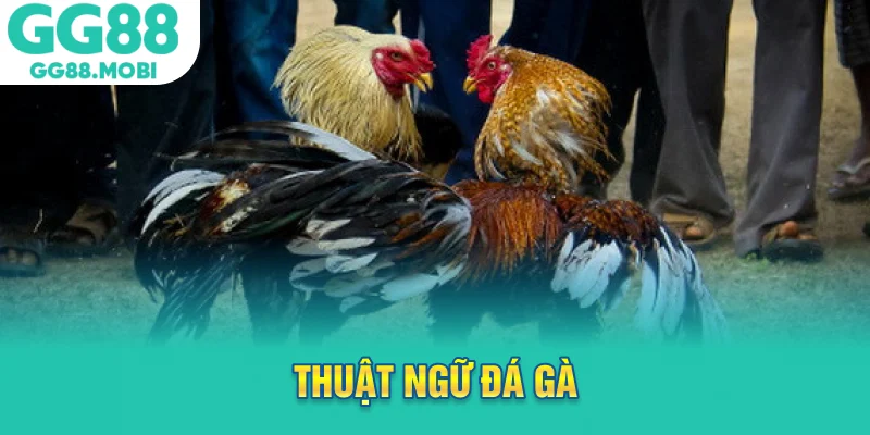 thuật ngữ đá gà