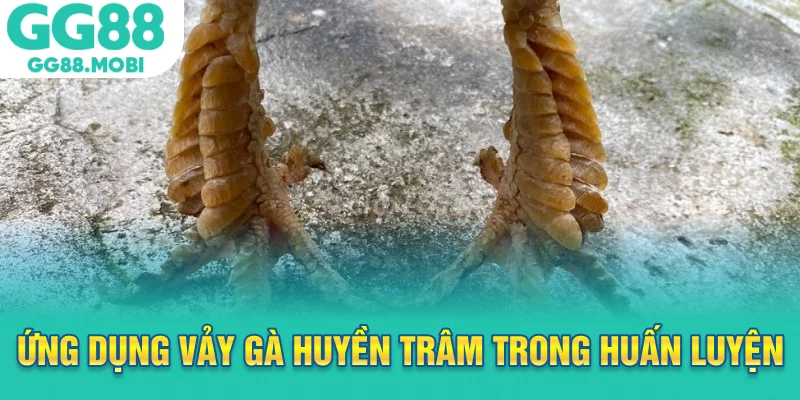 Ứng dụng vảy gà huyền trâm trong huấn luyện gà đá