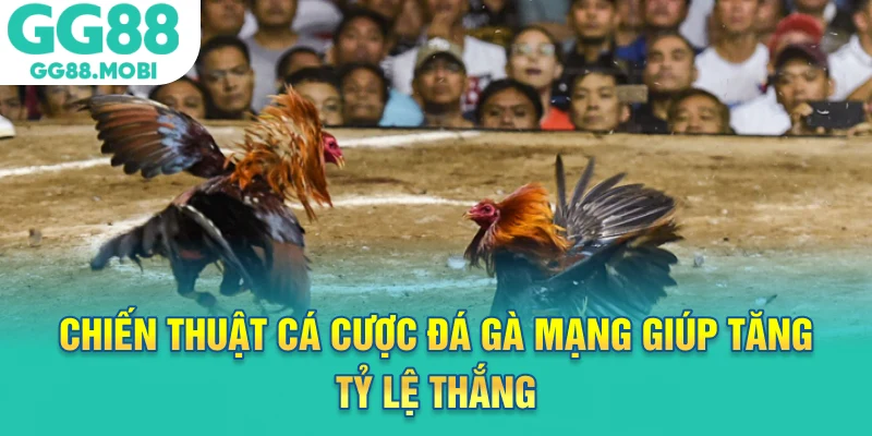 Chiến thuật cá cược đá gà mạng giúp tăng tỷ lệ thắng